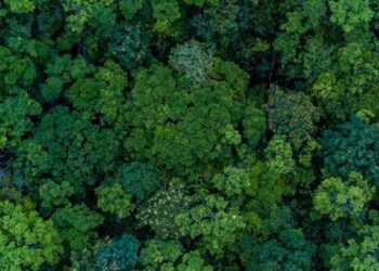 Fundación Repsol, Crédit Agricole Indosuez y Portobello Capital presentan el primer fondo ESG con 100 millones de euros de inversión para reforestaciones a gran escala