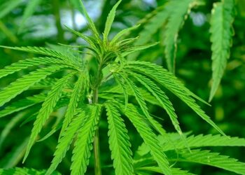 El PSOE ha apoyado en el Congreso la regulación del cannabis medicinal