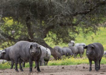 La montanera, la época de oro del cerdo ibérico