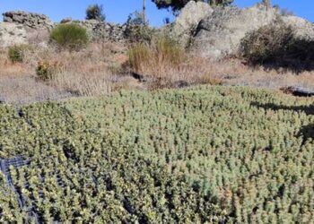 Naturgy reforestará con 7.000 árboles un área de siete hectáreas en Madrid