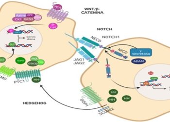 Expertos del IIS-FJD analizan la resistencia a la quimioterapia