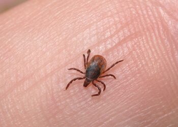 Cofares detecta un aumennto en la demanda de productos contra los piojos