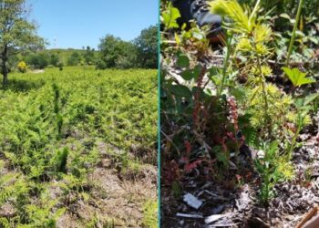 La importancia de medir la huella de carbono y reducir el impacto sobre el ambiente