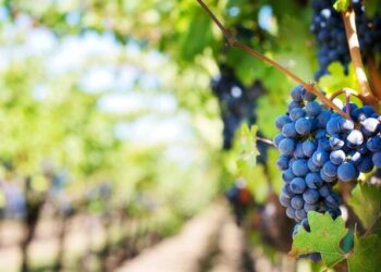 Telefónica y UPM monitorizan la cosecha de Bodegas y Viñedos Casa del Valle