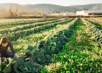 ¿Qué le depara a la política agrícola de Europa? Esto dice el Parlamento Europeo