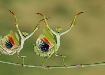 CEWE Photo Award 2025: inspiración, ganadores y mejores imágenes