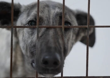 ARTE.tv estrena el documental de producción propia ‘Andalucía: la caza y los galgos maltratados’