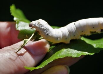 SE HA PUESTO MALO EL GUSANO, PUES NO VENGAS A CURRAR